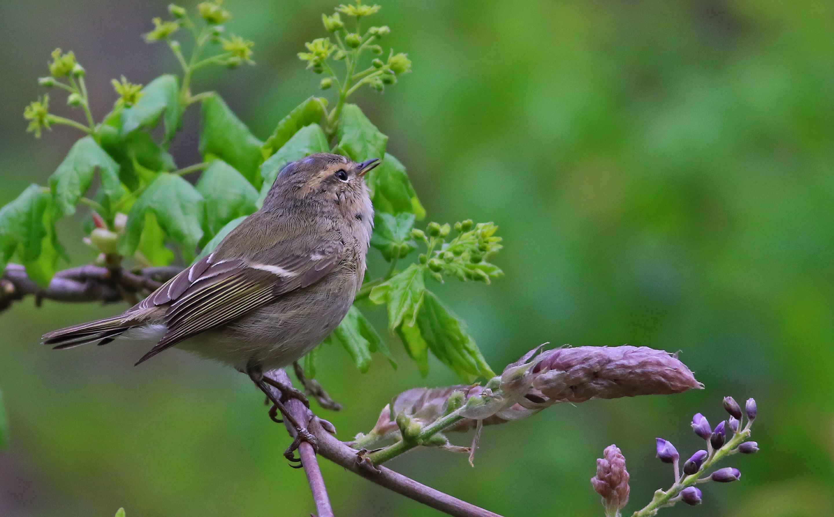 Hume's Warbler